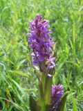 Dactylorhiza incarnata. Верхушка цветущего растения. Новосибирская обл., Искитимский р-н, пгт Линёво. Июнь 2010 г.