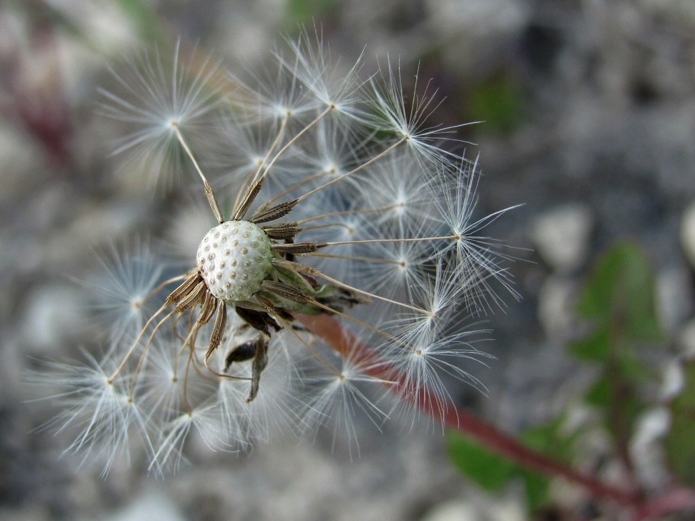 Изображение особи род Taraxacum.