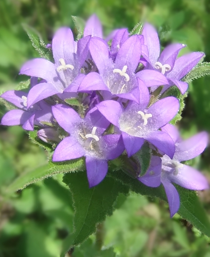 Изображение особи Campanula maleevii.