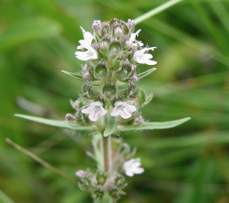 Image of Thymus marschallianus specimen.