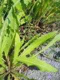 Picris hieracioides
