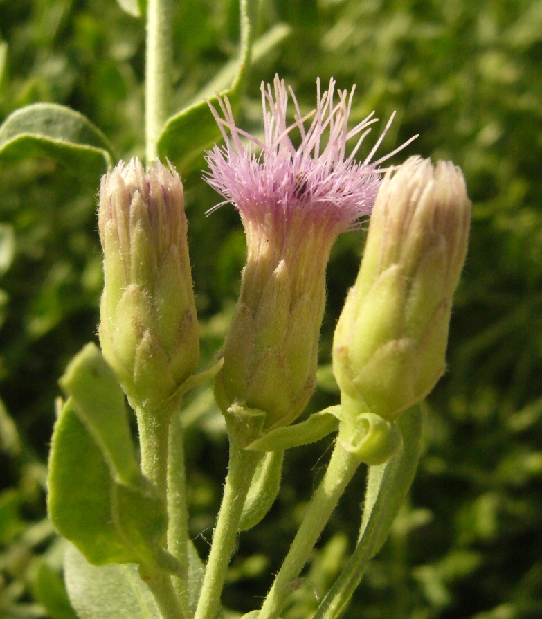 Изображение особи Karelinia caspia.