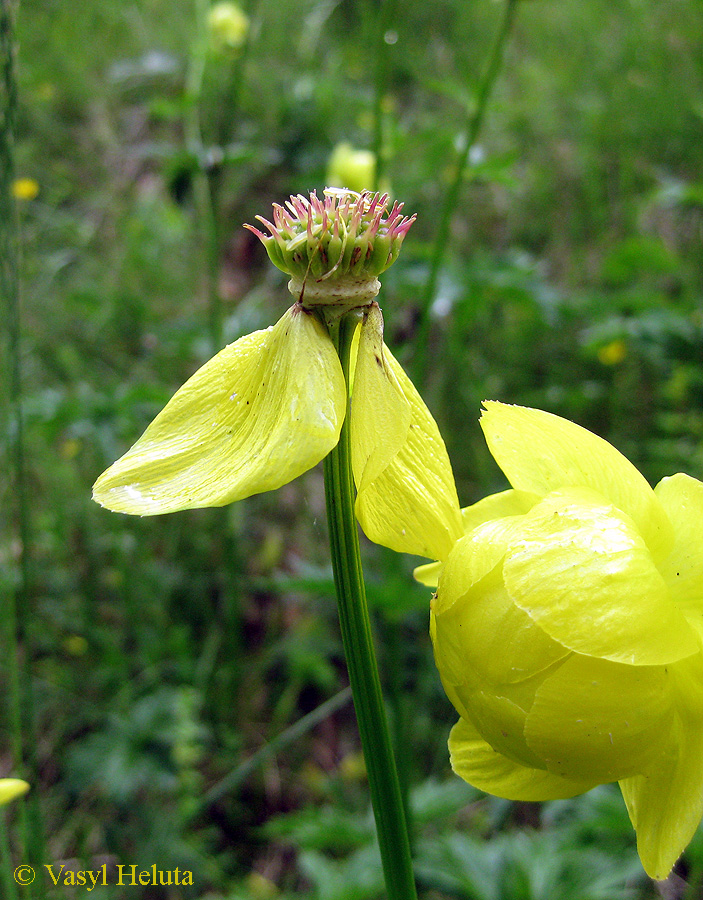 Изображение особи Trollius altissimus.