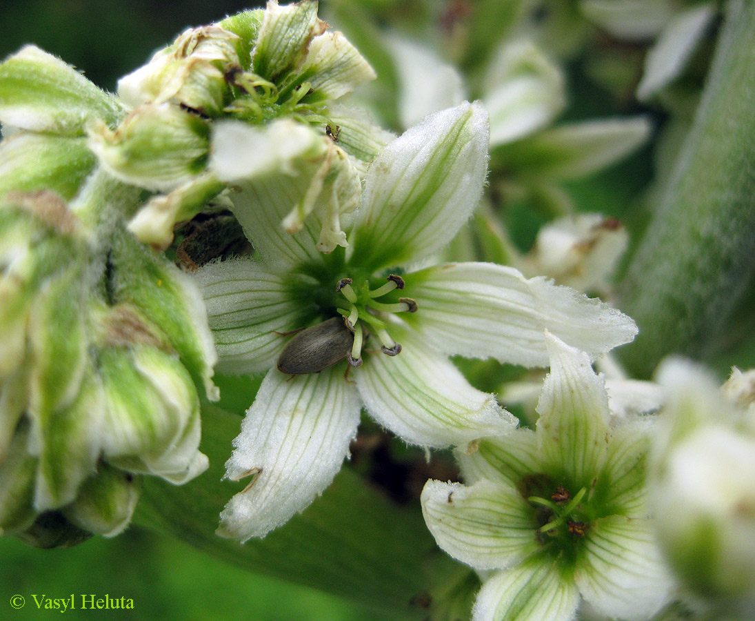 Image of Veratrum album specimen.