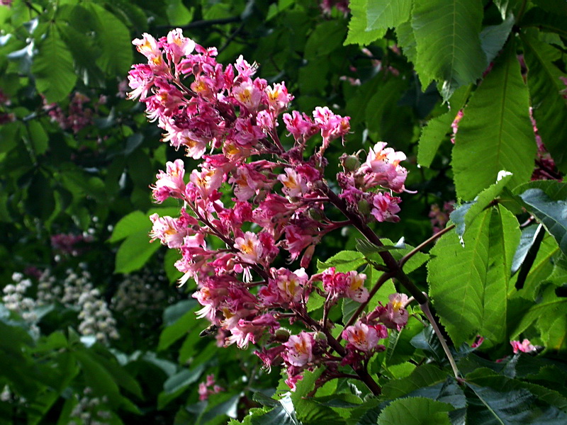 Image of Aesculus &times; carnea specimen.