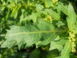 Oxybasis glauca