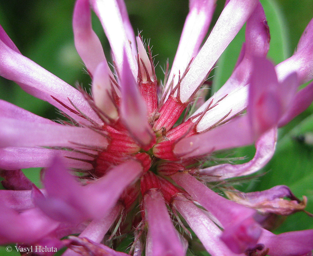 Изображение особи Trifolium medium.