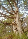 Juniperus excelsa