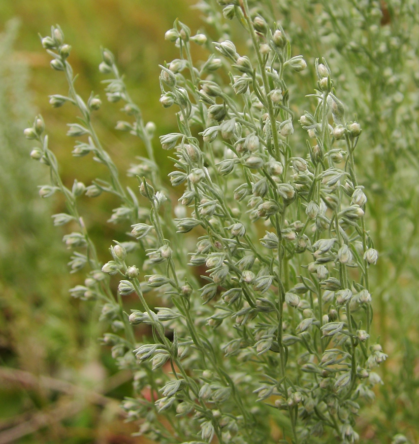 Image of Artemisia austriaca specimen.