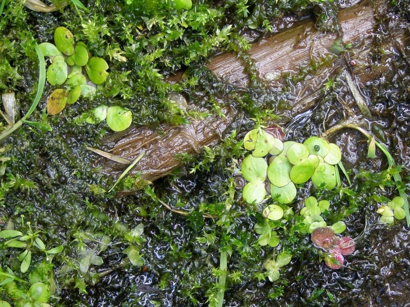 Изображение особи Spirodela polyrhiza.