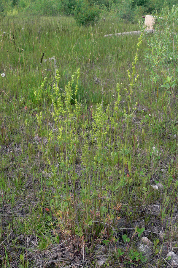 Image of Galium album specimen.