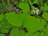 Vincetoxicum ascyrifolium