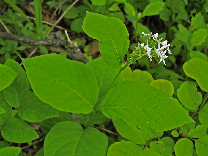 Image of Vincetoxicum ascyrifolium specimen.