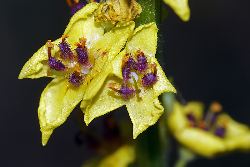 Изображение особи Verbascum nigrum.