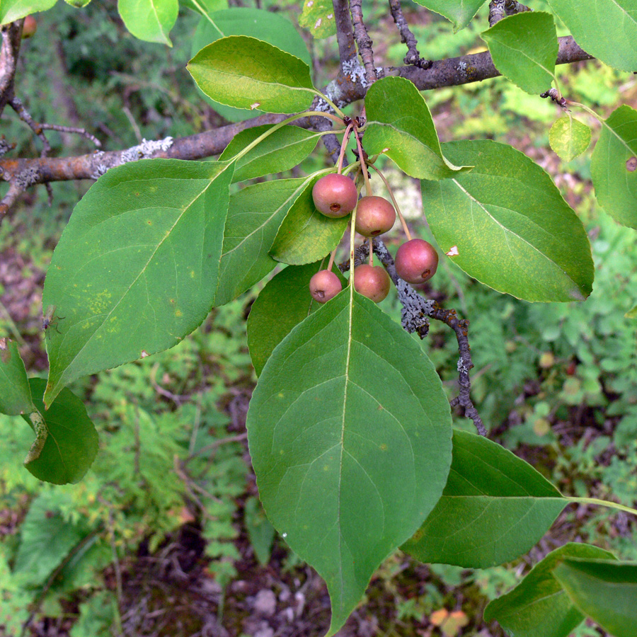 Image of Malus baccata specimen.