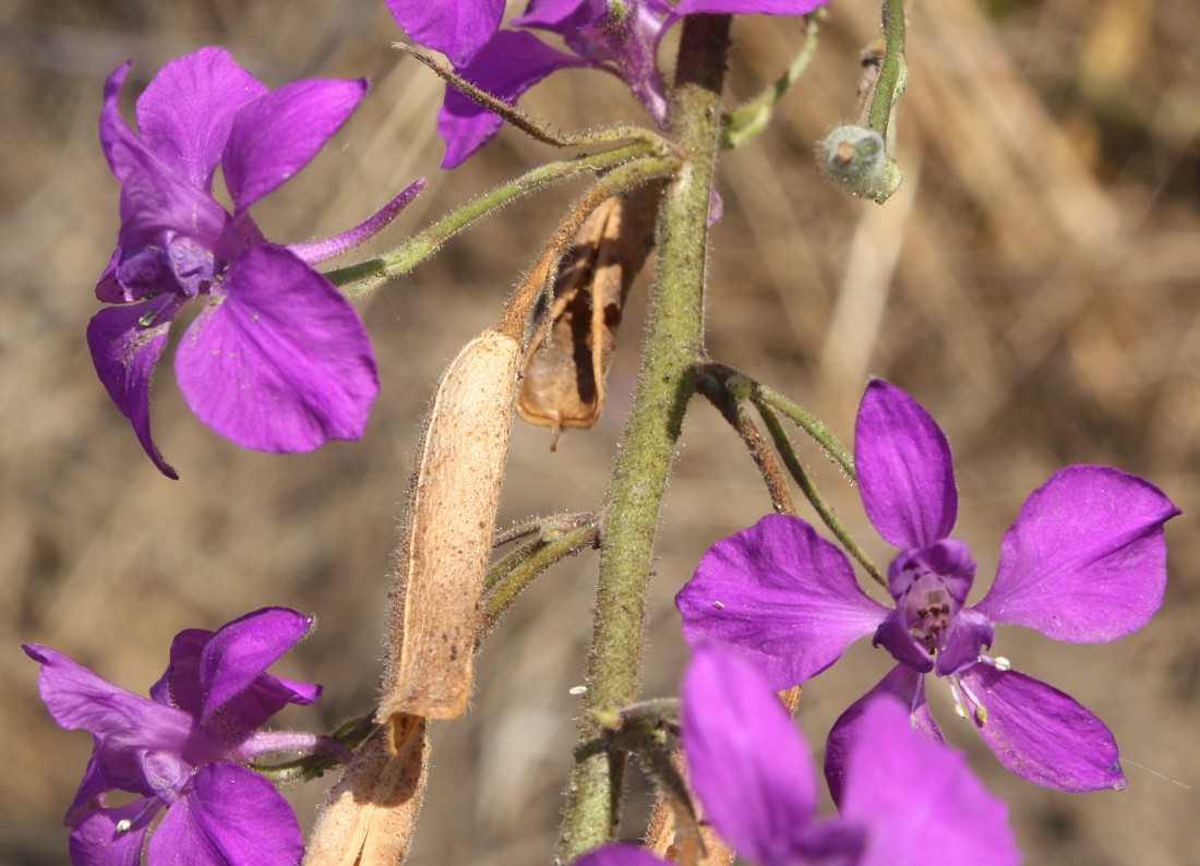 Изображение особи Delphinium hispanicum.