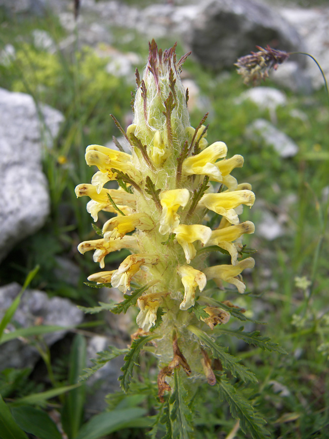 Изображение особи Pedicularis condensata.