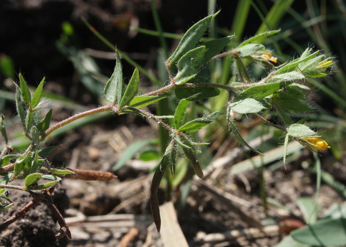 Image of Lotus praetermissus specimen.