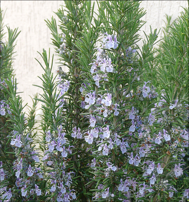 Image of Rosmarinus officinalis specimen.