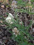 Astragalus danicus