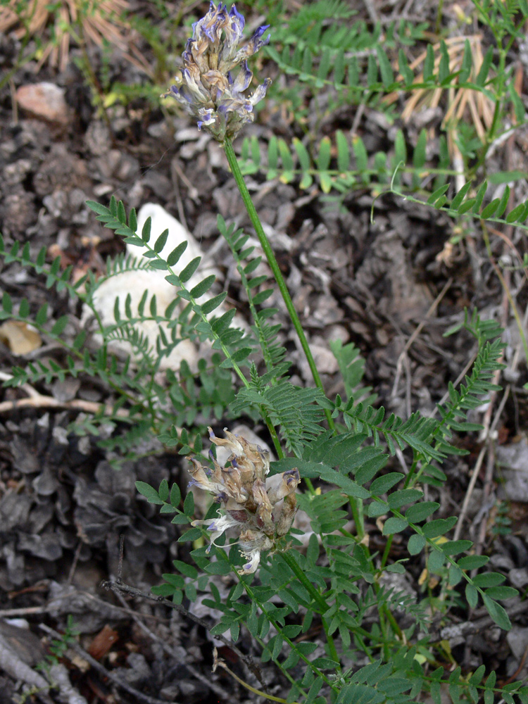 Изображение особи Astragalus danicus.