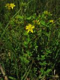 Hypericum tetrapterum