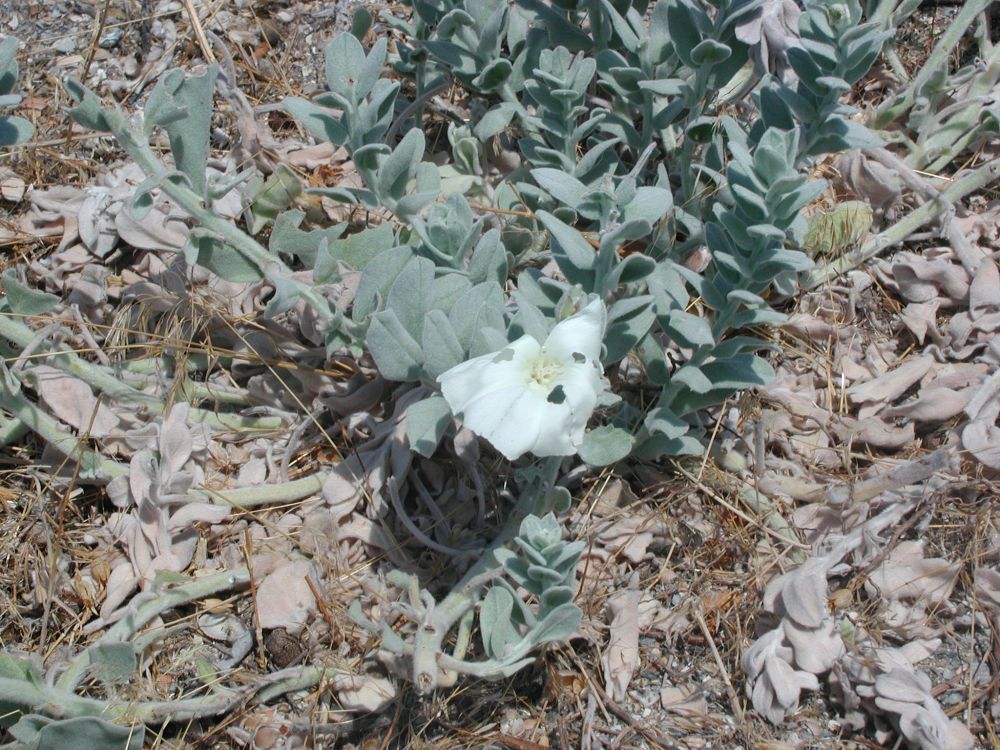 Изображение особи Convolvulus persicus.