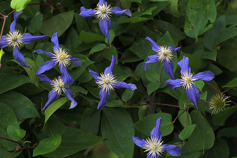 Изображение особи род Clematis.