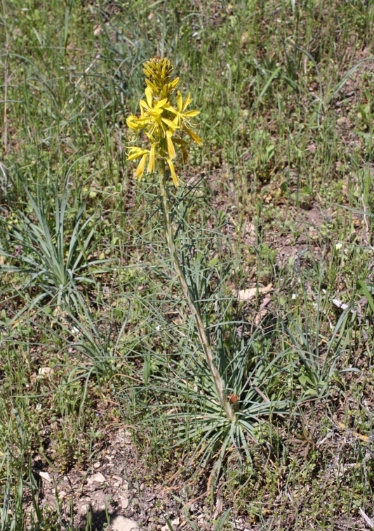 Изображение особи Asphodeline lutea.