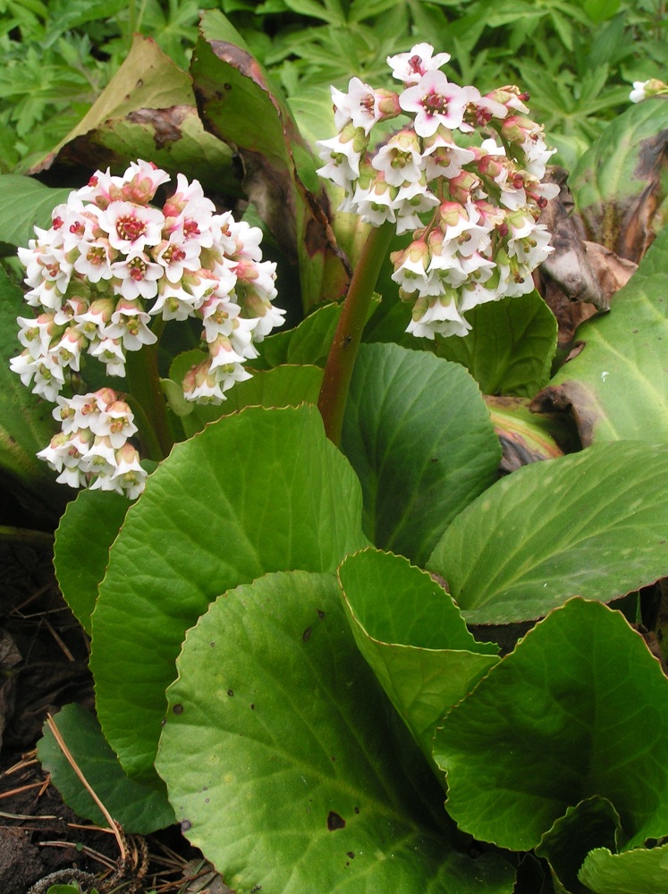 Image of Bergenia crassifolia specimen.
