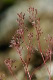 Micranthes purpurascens