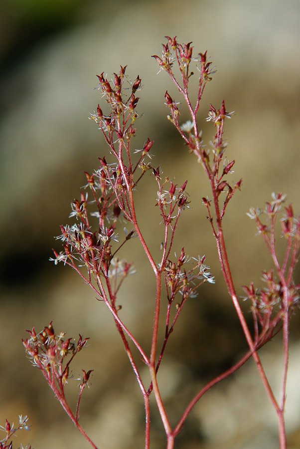 Изображение особи Micranthes purpurascens.