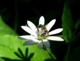 Stellaria bungeana