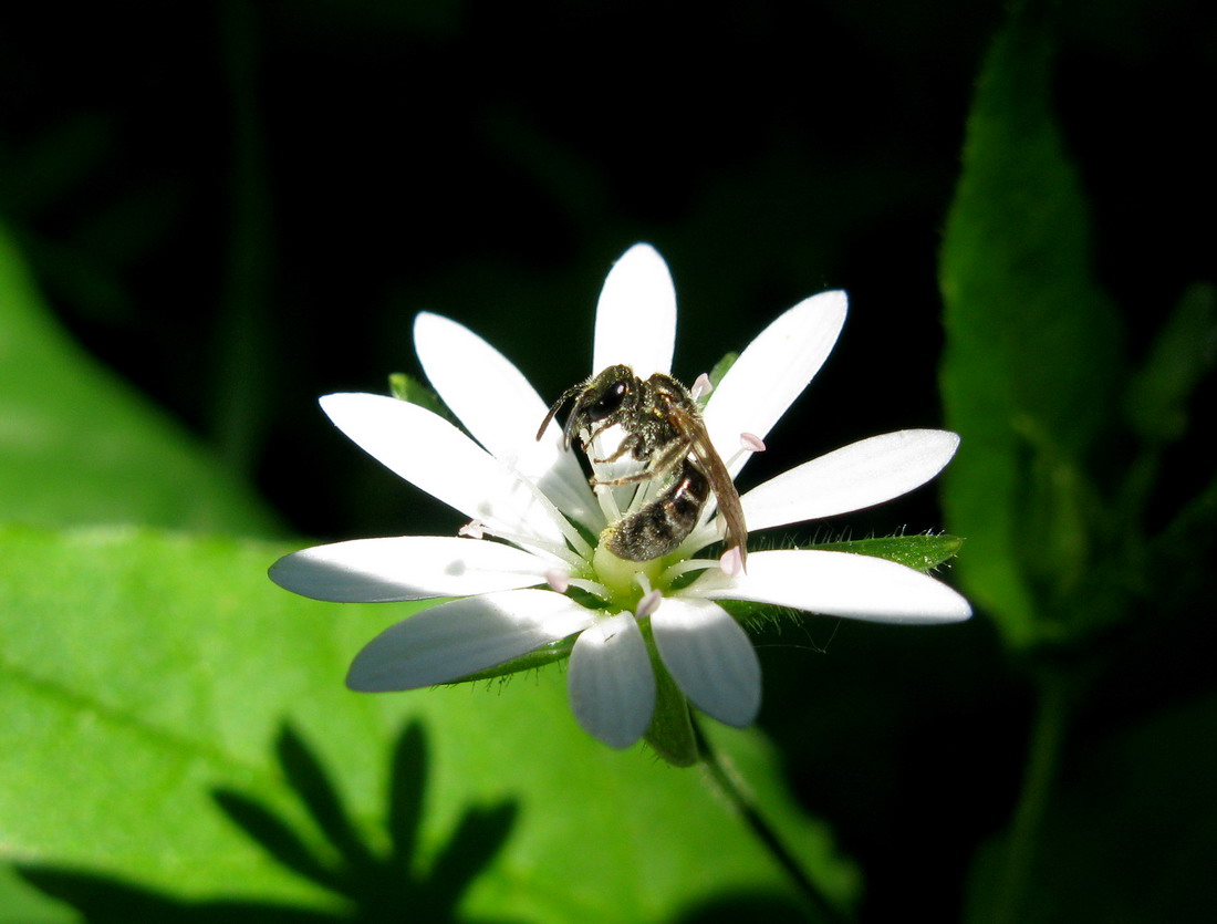 Image of Stellaria bungeana specimen.