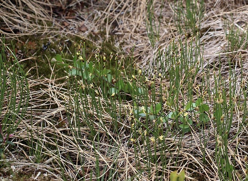 Изображение особи Trichophorum cespitosum.