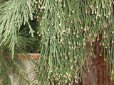 Sequoiadendron giganteum