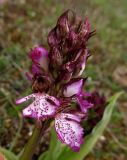 Orchis purpurea