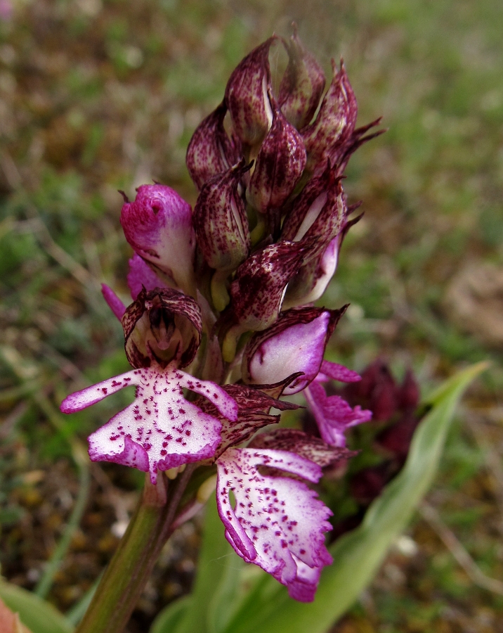 Image of Orchis purpurea specimen.