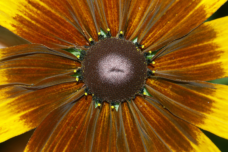 Image of Rudbeckia hirta specimen.