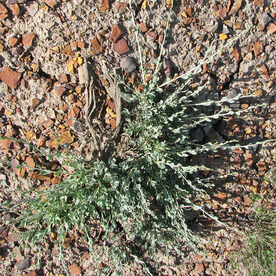 Image of Atraphaxis frutescens specimen.