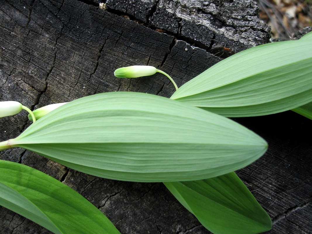 Изображение особи Polygonatum odoratum.