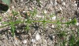 Galium aparine. Верхушка побега с бутонами. Украина, Херсонская обл., п. Чонгар, берег оз. Сиваш. 22.05.2012.