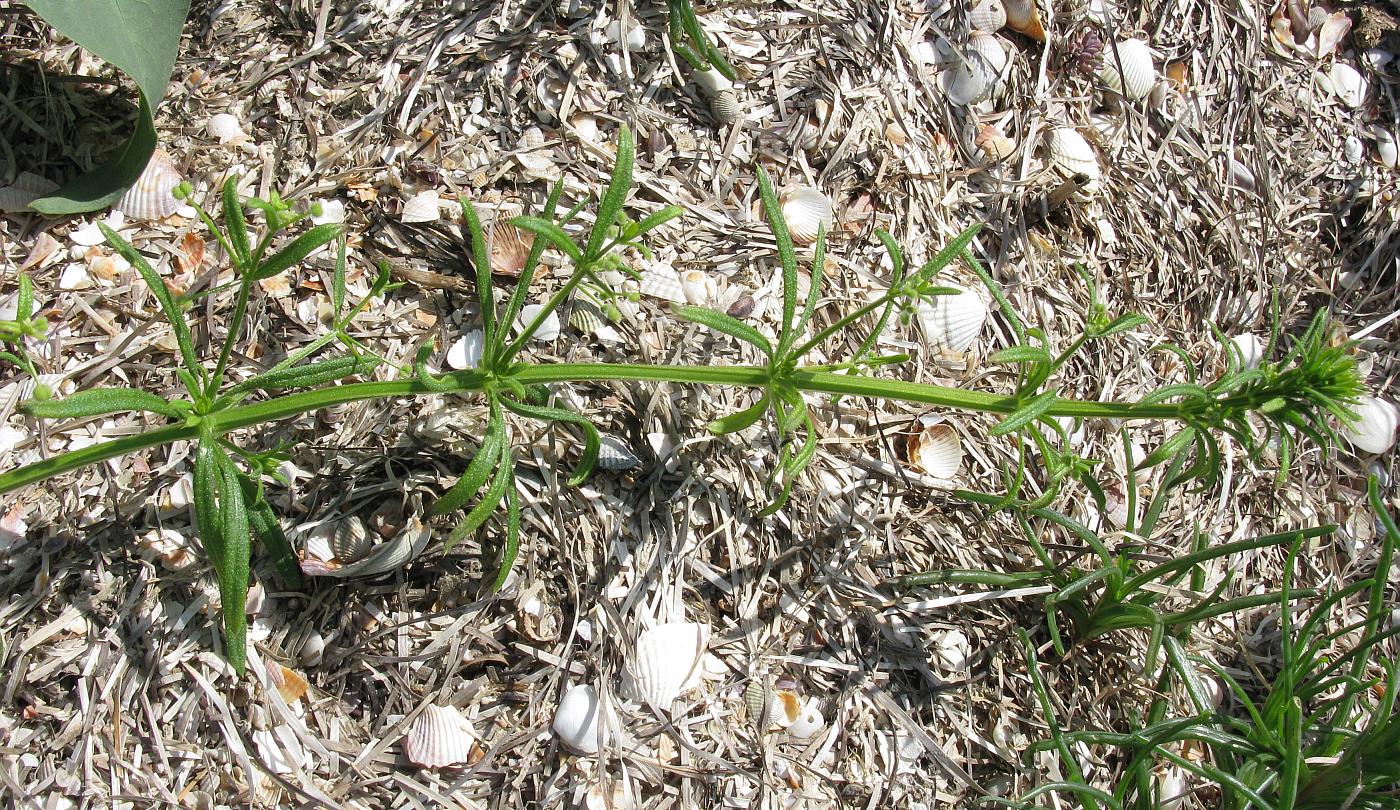 Изображение особи Galium aparine.