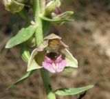 Epipactis helleborine. Цветок. Черноморское побережье Кавказа, щель Прасковеевкая, тропа по гребню приморского склона в сосновом бору. 09.06.2012.