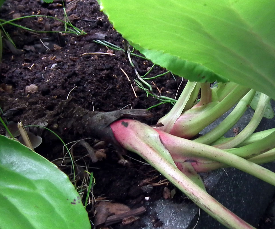 Image of Bergenia crassifolia specimen.