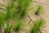 Equisetum telmateia. Вегетативные побеги на пляже. Крым, Севастополь, Нахимовский р-н, окр. с. Орловка. 20 июня 2012 г.