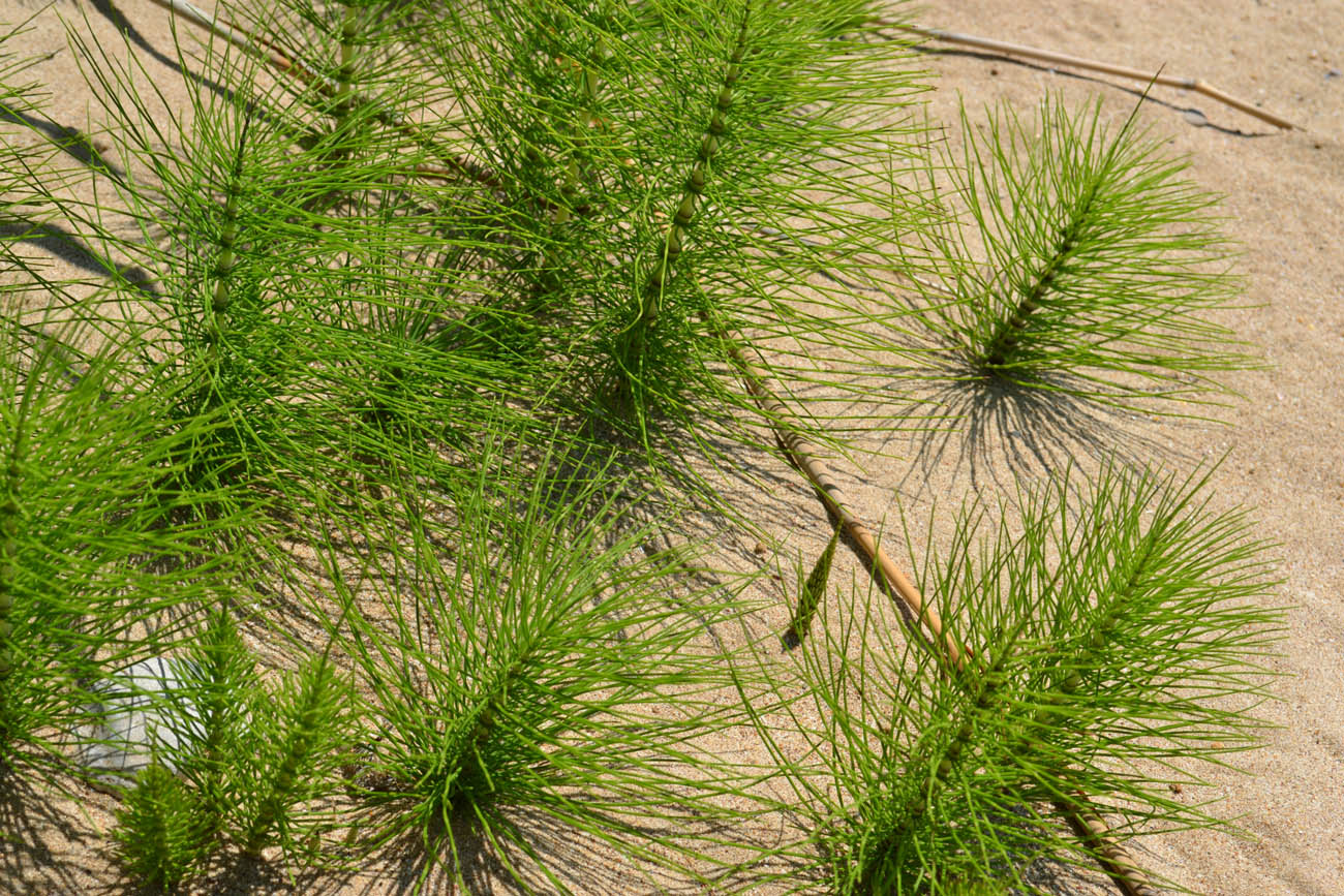 Изображение особи Equisetum telmateia.