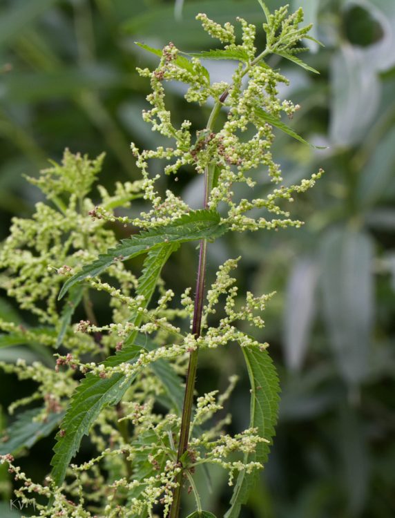 Изображение особи Urtica dioica.