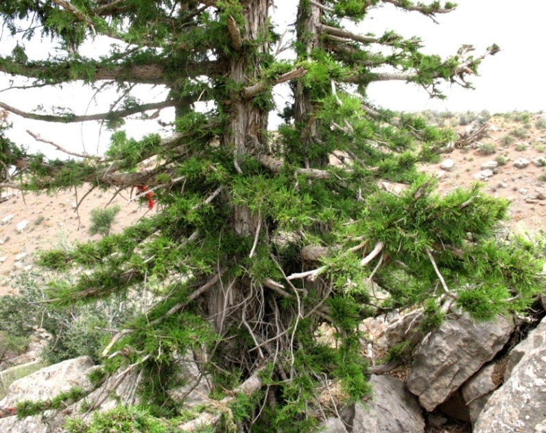 Изображение особи Juniperus seravschanica.