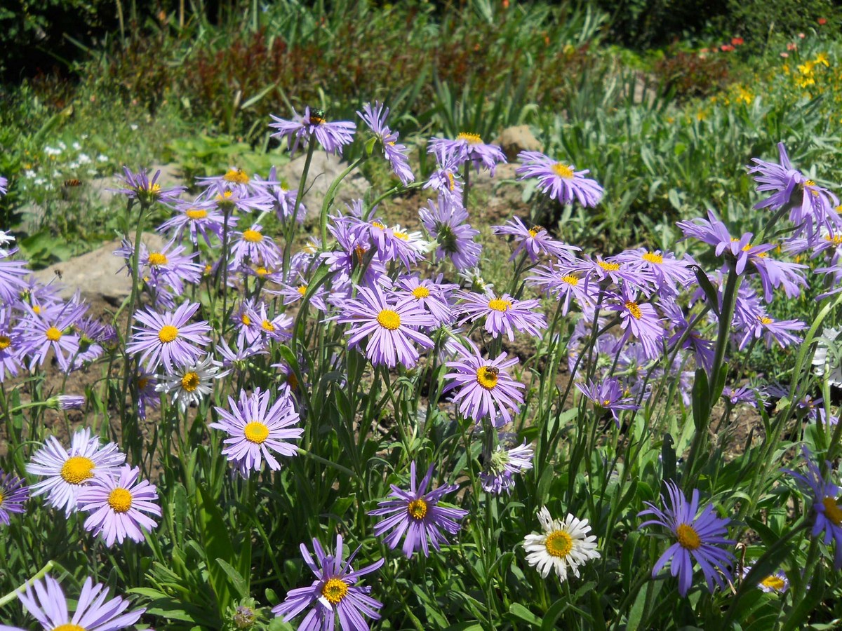 Image of genus Aster specimen.